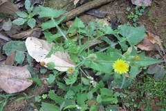 Sonchus oleraceus